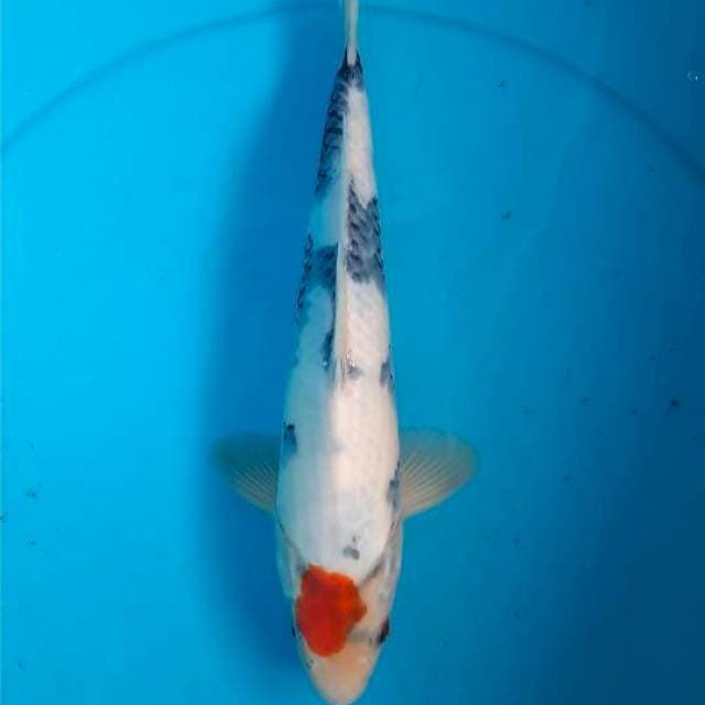 Tancho showa 32cm