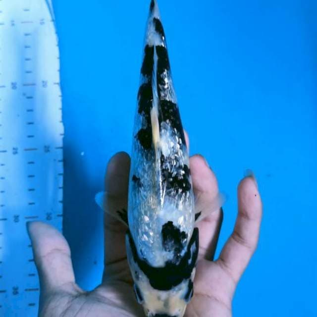 shiro ginrin 20 cm