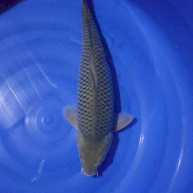 Soragoi 44cm (kpla krng simetris) 