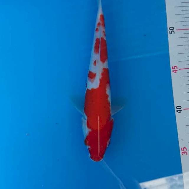 Kohaku bakalan super 22cm
