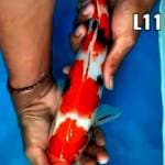 Sanke male 32cm