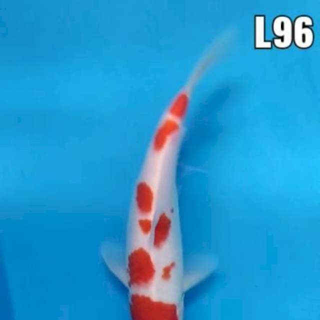 Kohaku famale 29cm