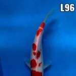Kohaku famale 29cm