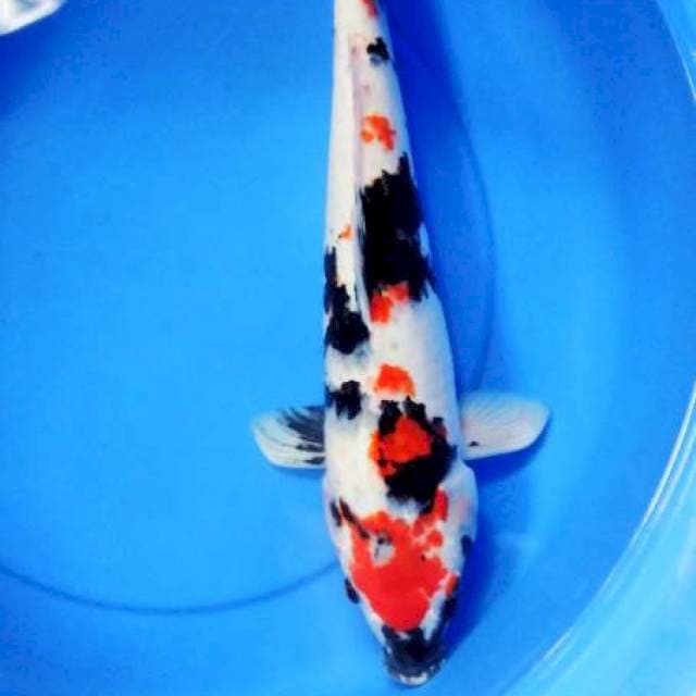 showa 50 cm