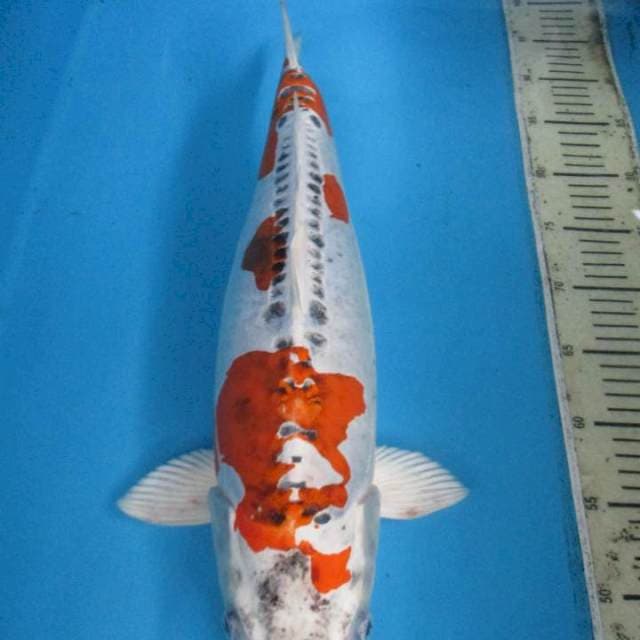 Super Jumbo 50 cm