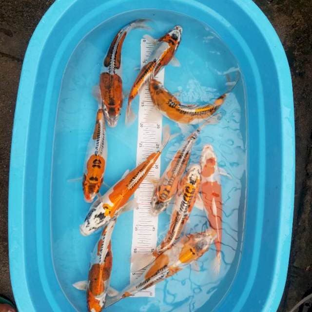 11 ekor Paket mix..paket murmer