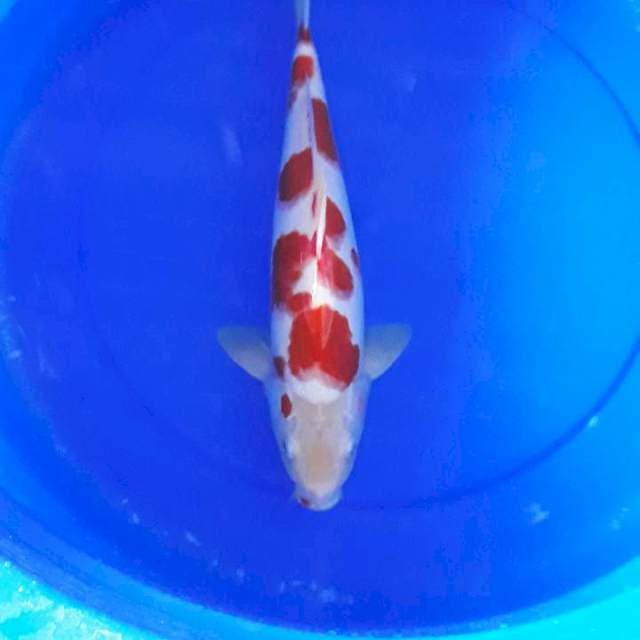 Kohaku ori