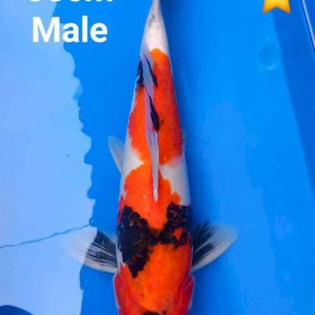 Showa 38cm