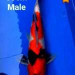 Showa 38cm 