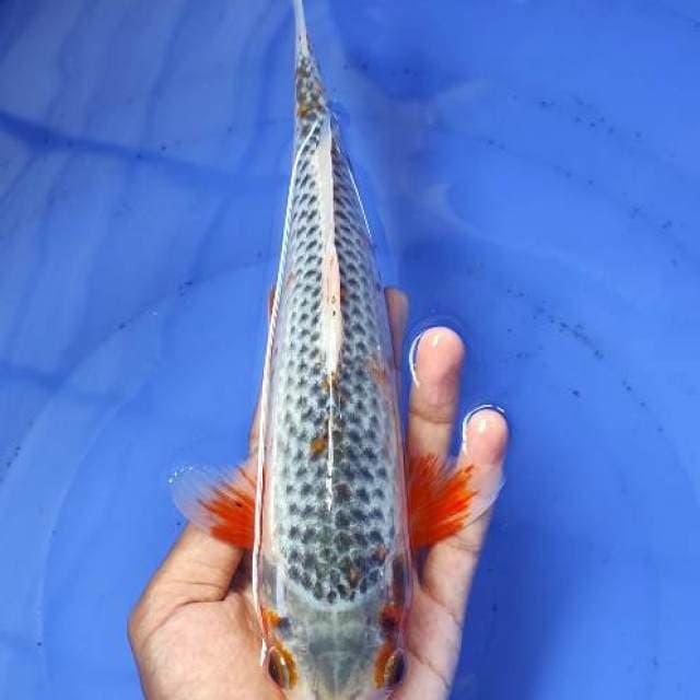 Asagi 28cm Jantan