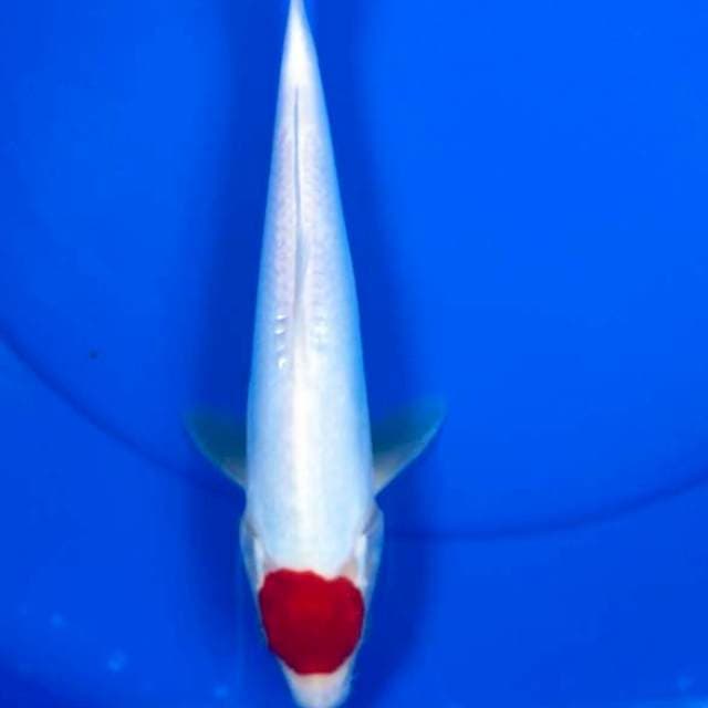 Tancho Kohaku doitsu 27cm jantan