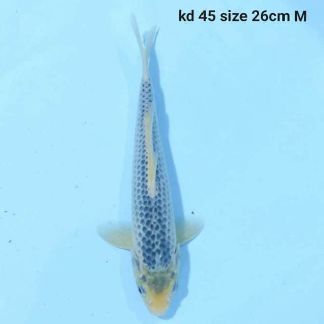 ASAGI MALE 26 CM