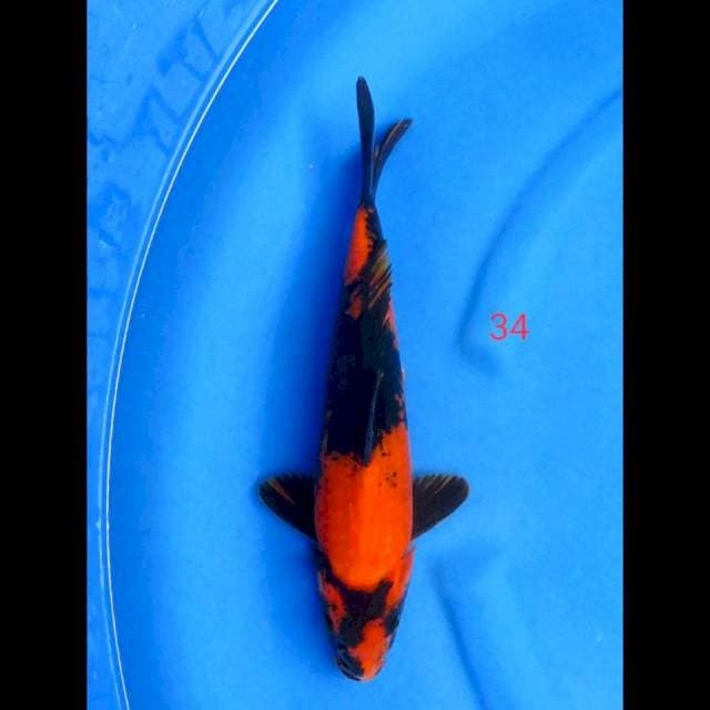 HI UTSURI, 34CM