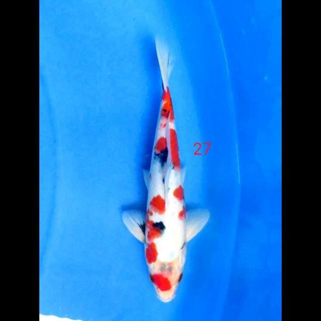 MARUTEN KINDAI SHOWA, 27CM