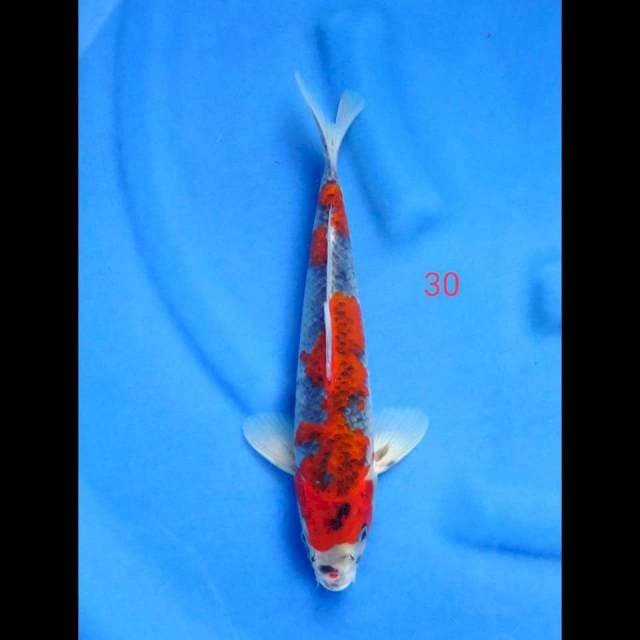 SANDAN GOSHIKI RACING, 30CM