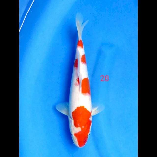 YONDAN KOHAKU, 28CM