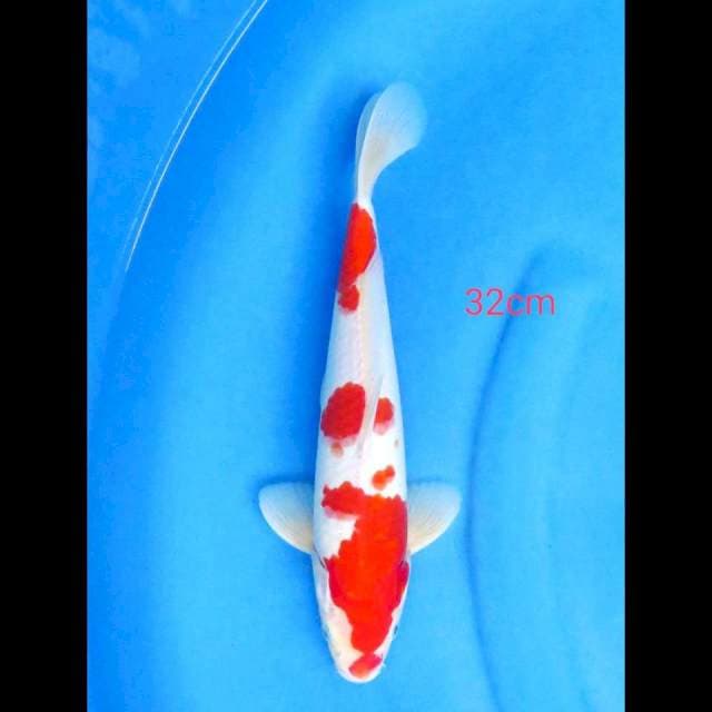 SANDAN KOHAKU, 32CM