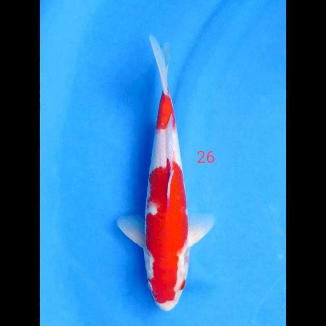 NINDAN KOHAKU, 26CM