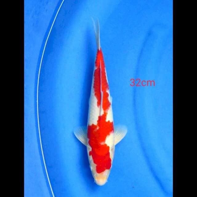 INAZUMA KOHAKU, 32CM