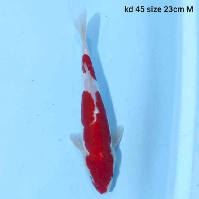 Doitsu Kohaku Male 23 cm