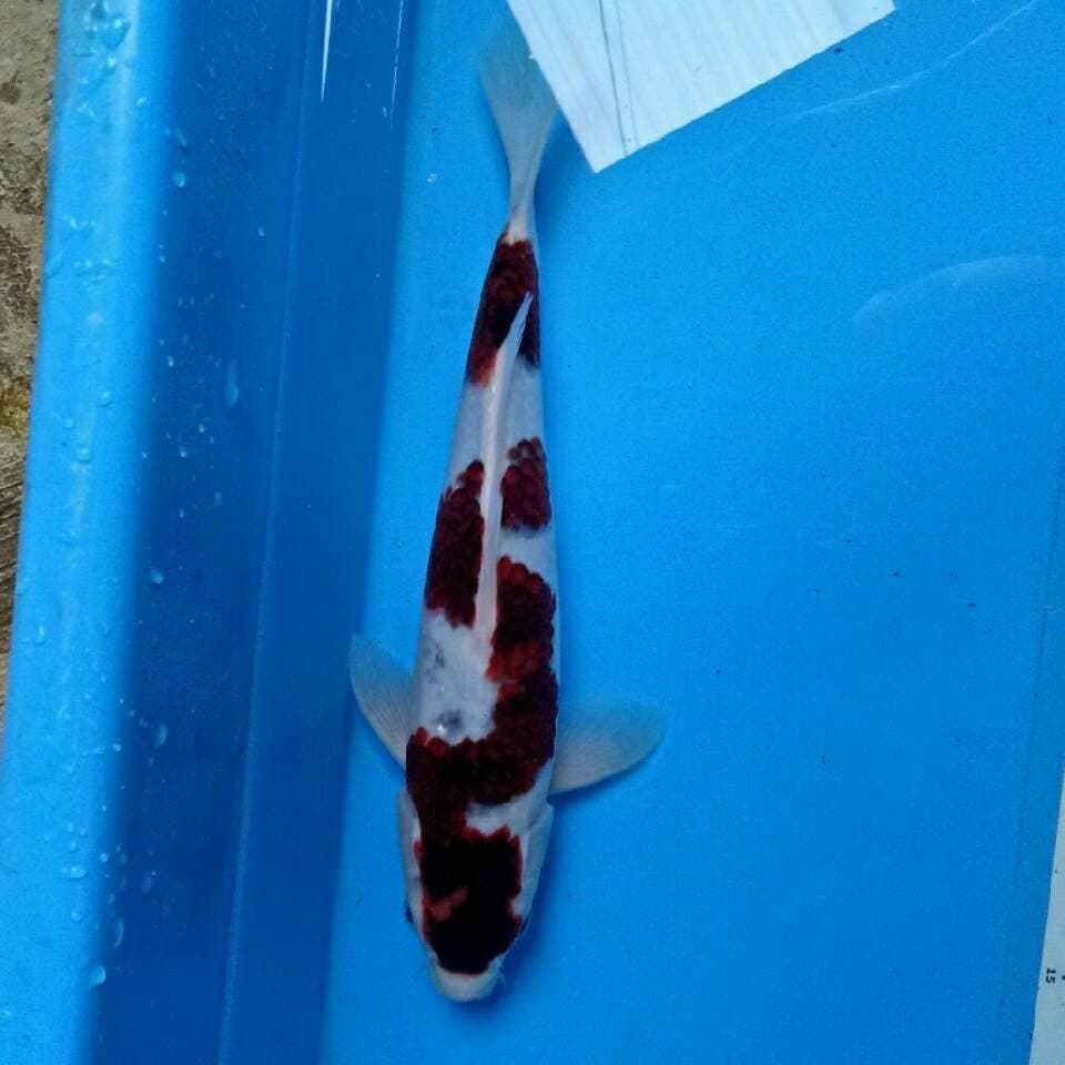 二段 Goromo Male 30 cm