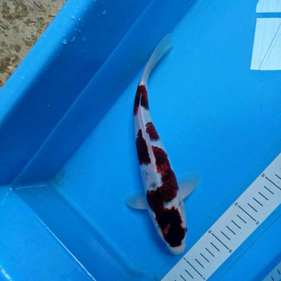 二段 Goromo Male 30 cm