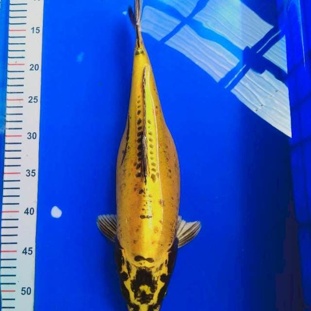 Kikokuryu 41cm gendong telor