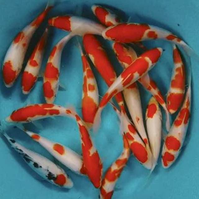 Kohaku sanke 17-22cm 20ekor