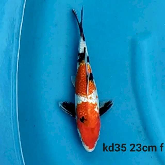 Ginrin Showa Female 23 cm