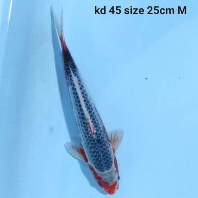 Asagi Male 25cm