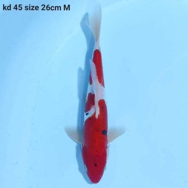 Doitsu Sanke Male 26cm