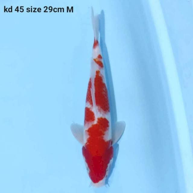 Kohaku Male 29cm