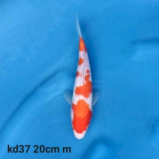 Kohaku Male 20cm