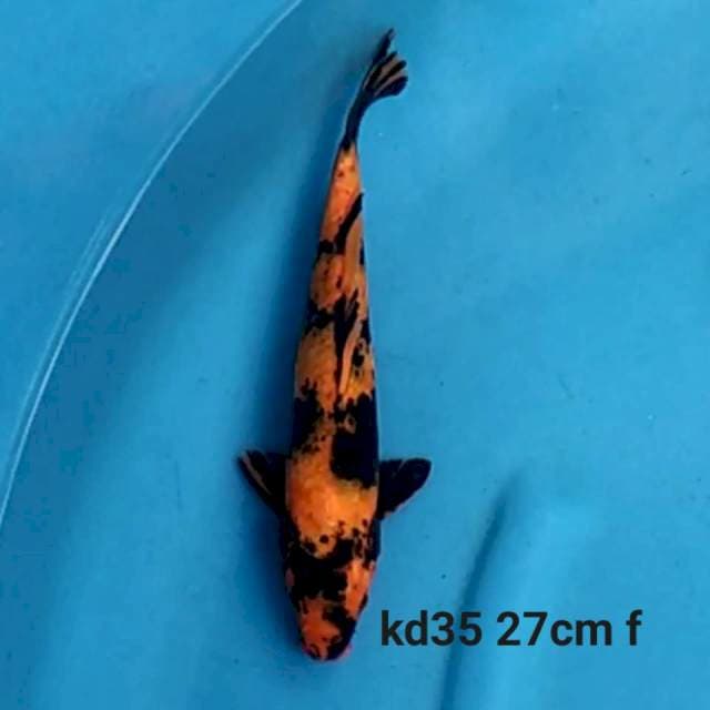 Hi Utsuri Female 27cm