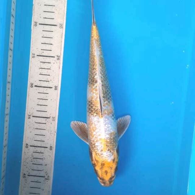 Kin showa 32cm