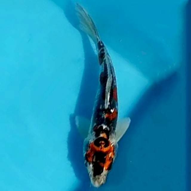 Kikokurryu, 29cm