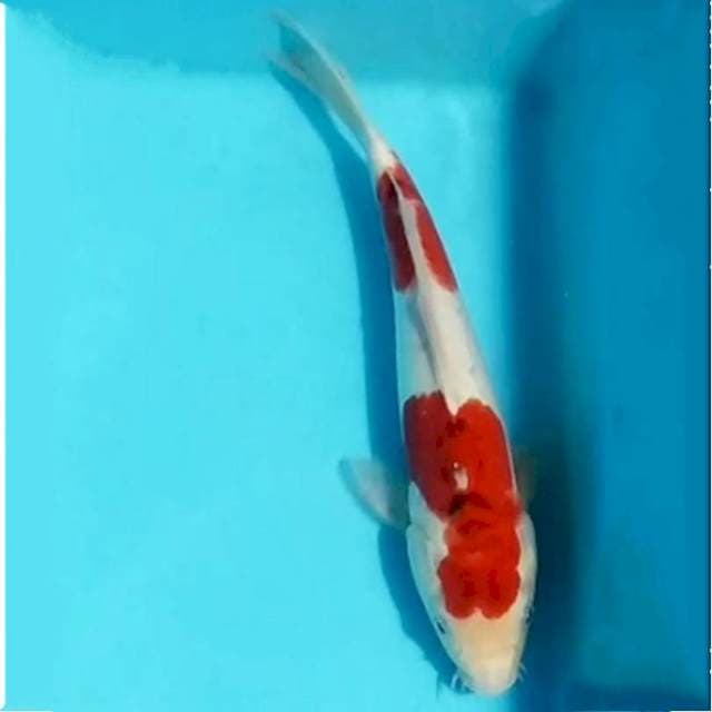 Goshiki koromo doit, 31cm