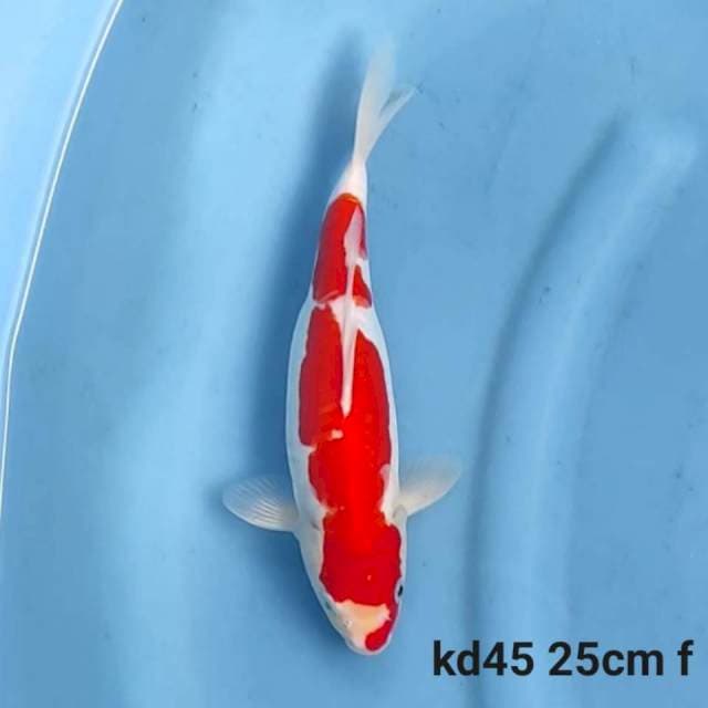 Doitsu Kohaku 25cm Female
