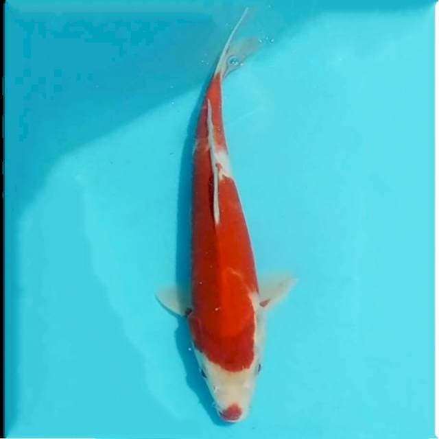Kohaku, 30cm