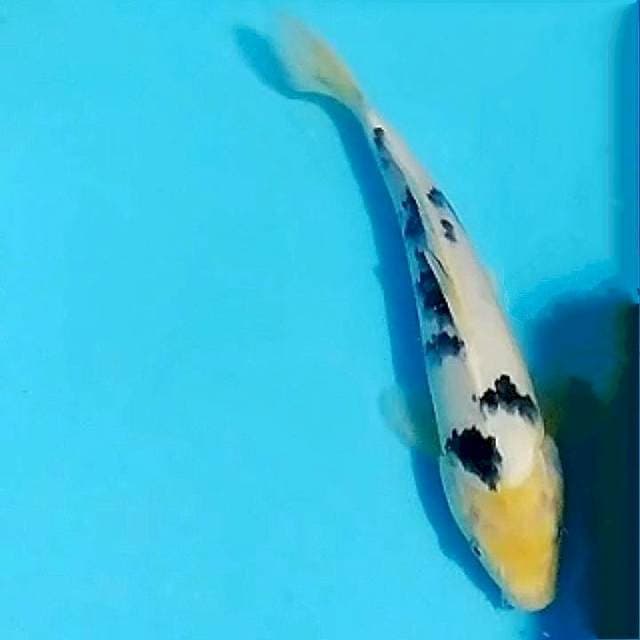 Beko, 30cm