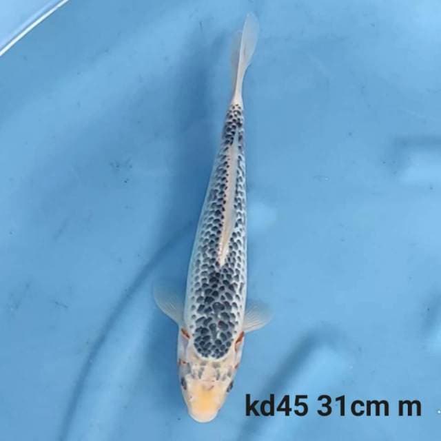 Asagi male 31cm