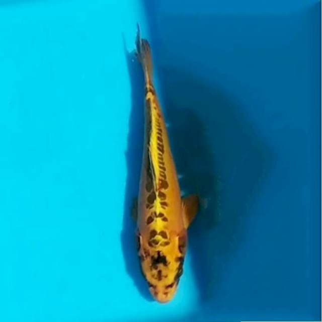 Mitsuo, 30cm