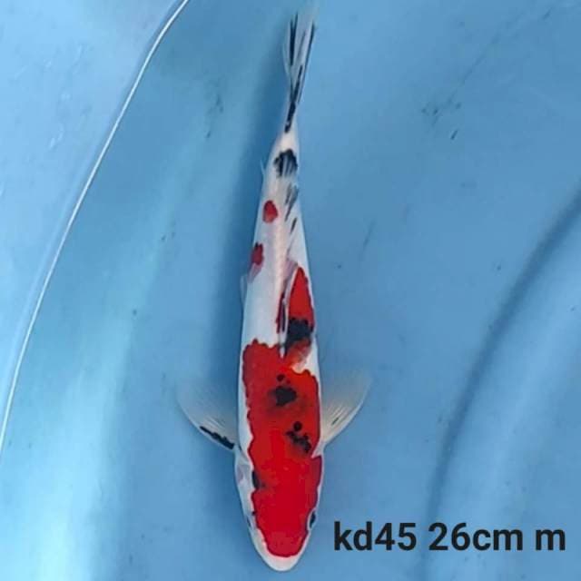Sanke Male 26cm