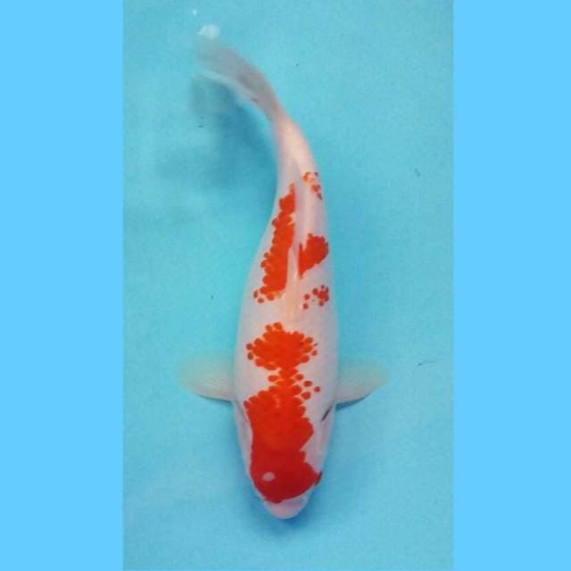 Kanoko minus 29 cm