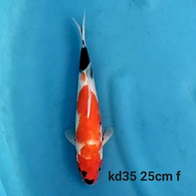 Showa Tategoi female 25cm