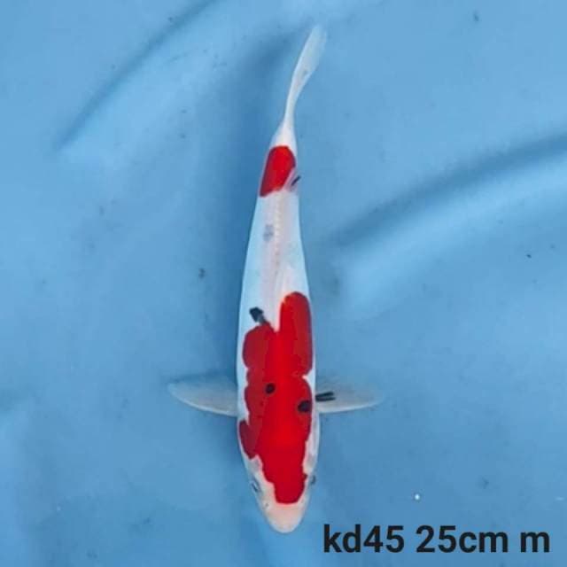 Doitsu Sanke male 25cm