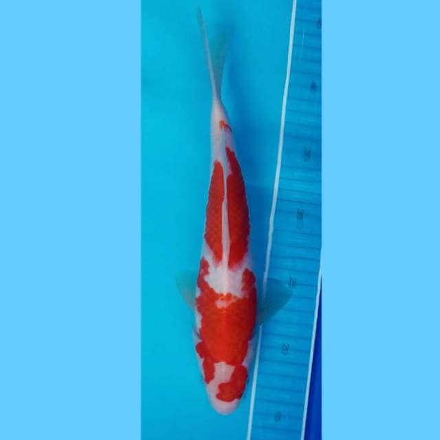 Kohaku 30 cm