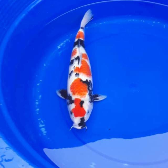 Showa