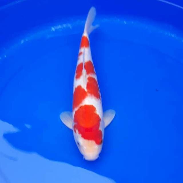 Kohaku ori