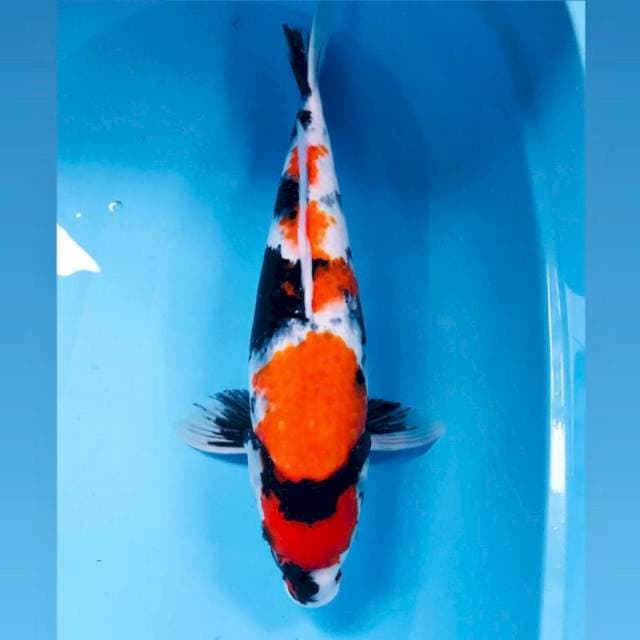 Showa, 48 cm